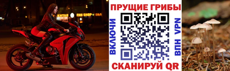 закладка  hydra рабочий сайт  Псилоцибиновые грибы Cubensis  Печора 