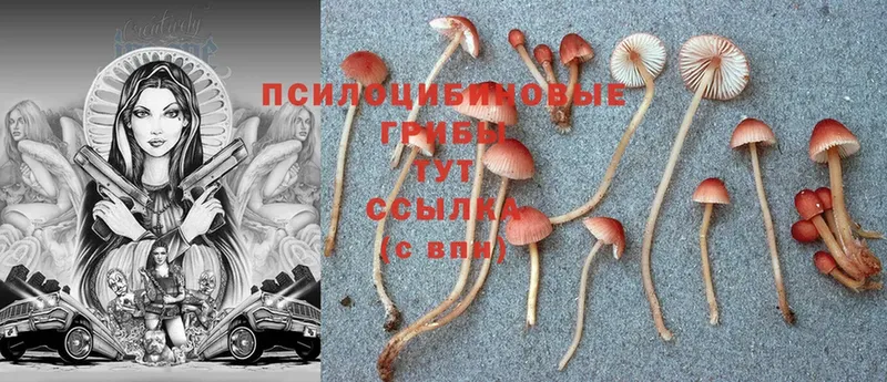 где найти   Печора  Галлюциногенные грибы Psilocybine cubensis 